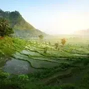 Bali Bali