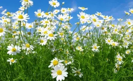 Chamomile