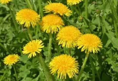 Dandelion