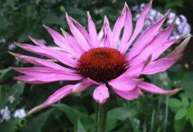 Echinecea