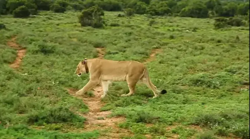 Nyeri-Wildlife