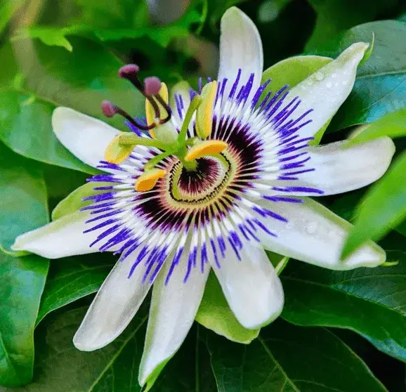 Passion-Flower