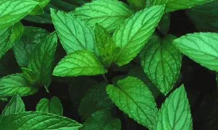 Peppermint