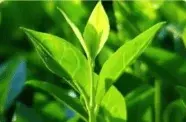 Tea-Tree