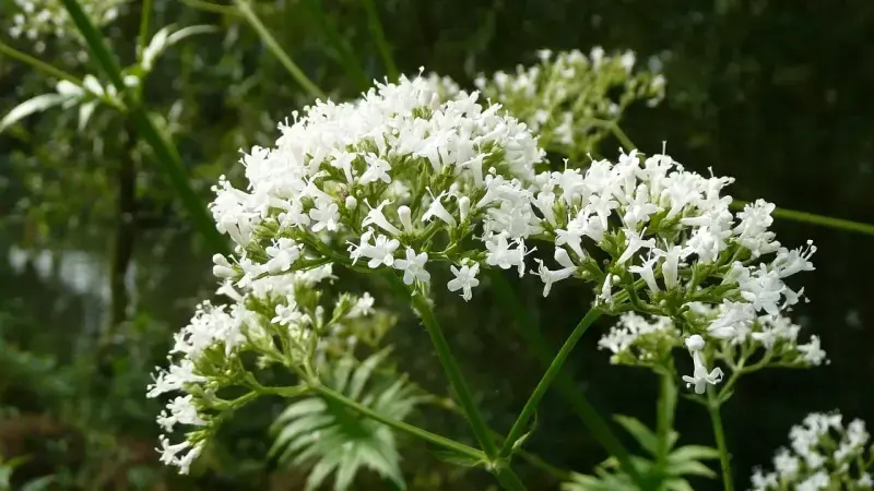 Health Benefits Of Valerian Officinalis